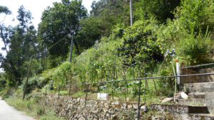 habitable village house in Cornellana for sale