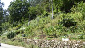 habitable village house in Cornellana for sale