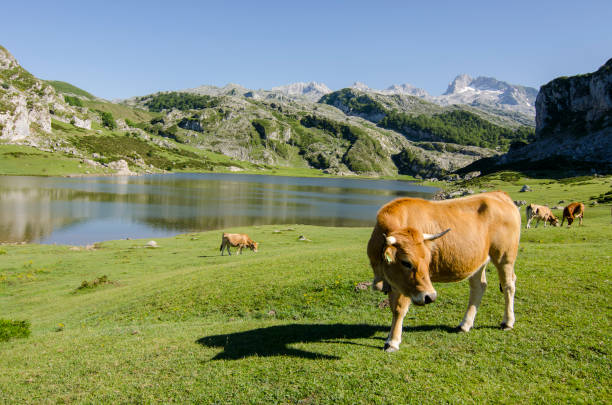Asturias Valley Cattle