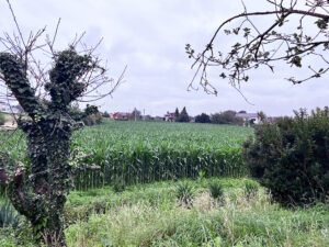 Terrano en venta en Luarca