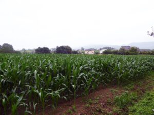 Terrano en venta en Luarca