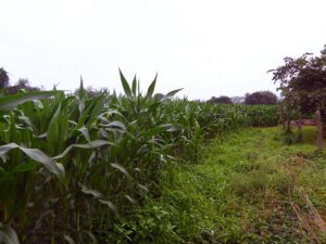 Terrano en venta en Luarca