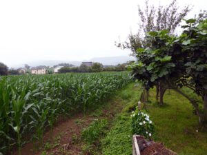 Terrano en venta en Luarca