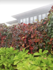 detached villa for sale in Soto del Barco