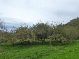 rural village house for sale in Grado