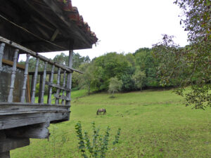 rural village house for sale in Grado