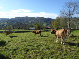 farmhouse with land for sale in Grado