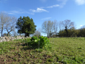 farmhouse with land for sale in Grado